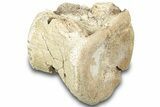 Bargain, Hadrosaur (Edmontosaurus) Vertebra Centrum - Montana #316915-1
